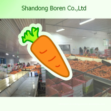 2015 Fresh Chinese Exporting Carrot Standard